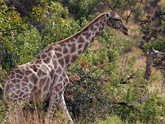 090516_Pilanesberg 121